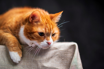 Portrait of a red-haired old cat in a photo studio. Photographed close-up.