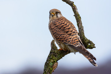 kestrel