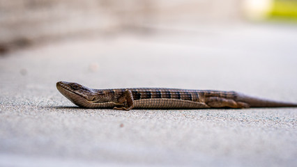 Close up of a small lizard