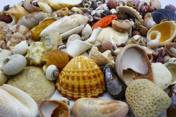 sea shells on the beach