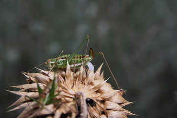 A grasshopper male (Leptophyes punctatissima) with a spermatophore is waiting for a female
