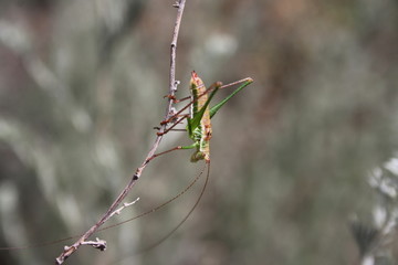 Grasshopper female (Leptophyes punctatissima) sits on a branch
