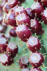 Prickly Pear - Barbary fig