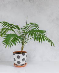 potted plant Chamaedorea on a white table against a white wall. copy space. Scandinavian interior fragment