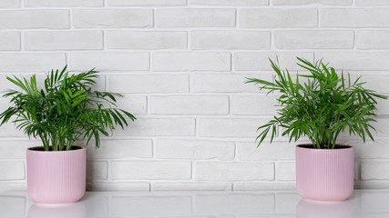 indoor plants in pink flower pots in a modern interior against a white brick wall. home floriculture. banner