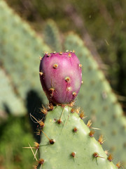 Prickly Pear - Barbary fig