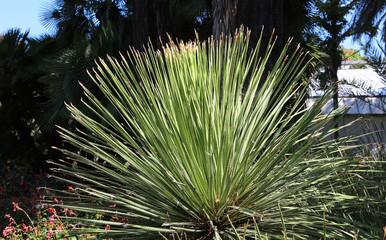 Aloe Vera Plant in Botanical Garden