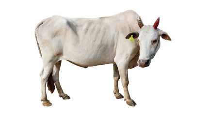 Cows Standing on a white background                             