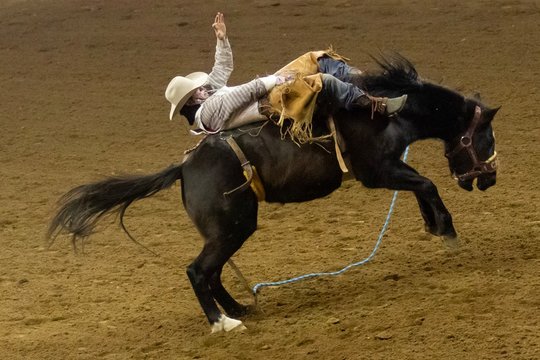 Rodeo rider on bucking bronco