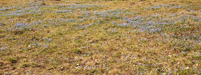 Blue delicate flowers of Scilla behind the village at the edge of the forest