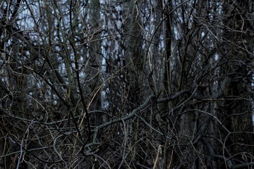 Obraz premium trees in fog