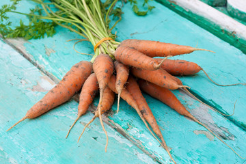 Bunch of small orange carrots just from vegetable garden on rustic turquoise surface
