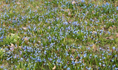 Fototapeta premium Blue delicate flowers of Scilla behind the village at the edge of the forest