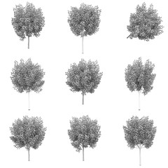 Tree 3D Rendering