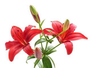 Two red lilies.