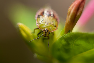 Funny smiling green beetle Nezara viridula on flower selective focus