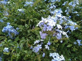 Plumbago auriculata 
