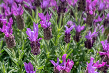 Obraz premium Group of purple lavender stoechas flowers in the field