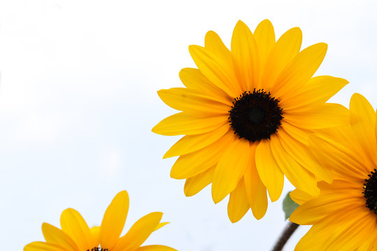 yellow flowers, Black Eyed Susan or rudbeckia flower on white background with space for text