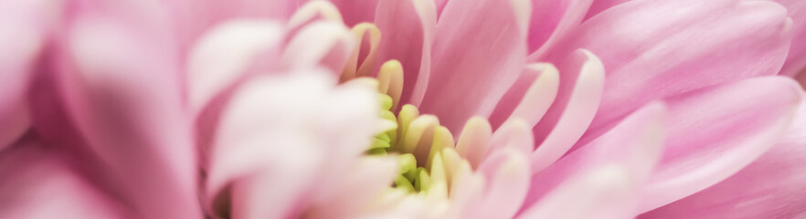 Obraz na płótnie Canvas Abstract floral background, pink chrysanthemum flower. Macro flowers backdrop for holiday brand design