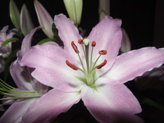 Fototapeta na wymiar Bouquet of flowers of lily