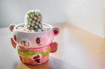 The Cactus in a pot