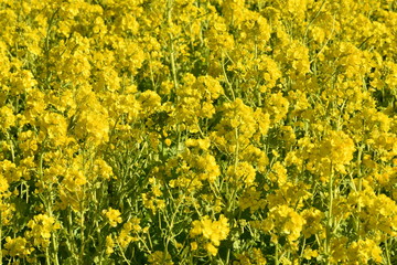 菜の花