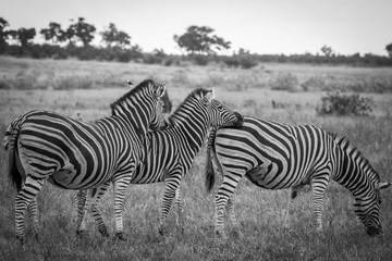 Fototapeta na wymiar Three zebras line up in symmetry