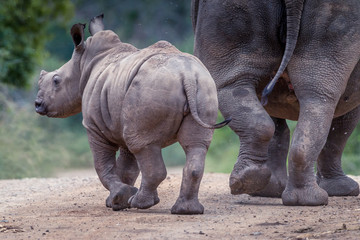 white rhino in the wild