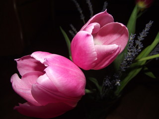 Bouquet of tulips