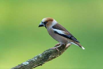 Hawfinch sitting on a branch