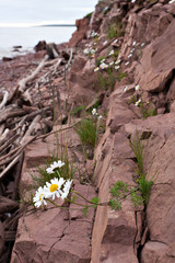 Arctic dwarf daisies grew in a crack in the rock. The concept of the will to live