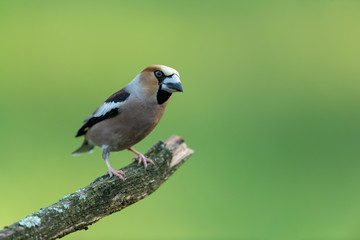 Hawfinch sitting on a branch