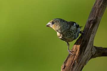 Hawfinch sitting on a branch