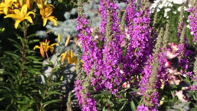 Lythrum salicaria flowers bloom in the garden