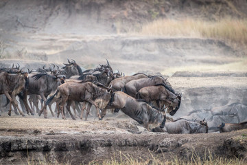 Gnus überqueren den Fluss