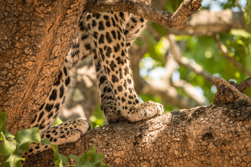 Fototapeta na wymiar Leopard im Baum