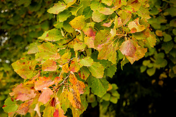  Golden autumn. Aspen branch with yellow, orange and green leaves. Withering nature in the forest.  October, ecology, environment, organic, leaf, texture, nature, autumn.