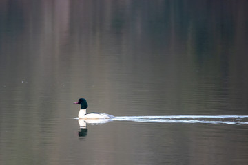 a merganser swims on a lake with calm water surface