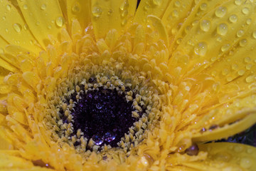 Beautiful yellow daisy gerbera flower isolated on blurry background. Bouquet of flowers indoors. Drops of water and rain on the petals. close up .macro.