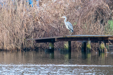 on a landing stage a Great White Egret is looking for food
