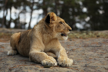 Fototapeta na wymiar Lion cube lying down on the rock - panthera leo