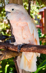 Philippine cockatoo or cacatua haematuropygia on a perch © Everson Bueno