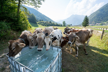 Kühe an der Wasser-Tränke im Hintergrund Berge