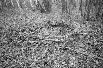 in a forest lies a mysterious circle of branches, which looks like a cult site