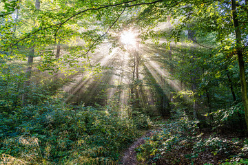 Wald mit Sonnenstrahlen im gegenlicht