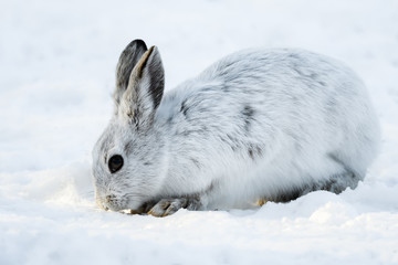 White Snowshoe Hare Closeup Portrait in Winter