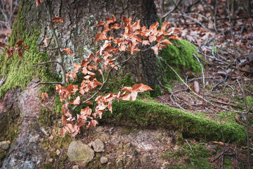 Baum mit Moos Landschaft Waldviertel