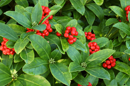 Skimmia japonica, the Japanese skimmia, flowering plant in the family Rutaceae, evergreen shrub, with red berries and white buds. January.