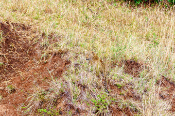 Leopard hid in tall grass, wildlife concept. Kenya National Park